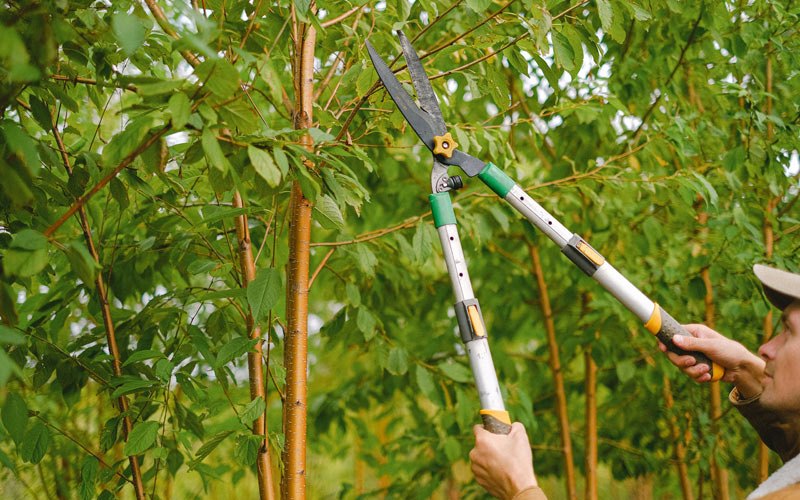 Tree trimming in Eminence, IN